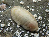 Leptochiton inquinatus