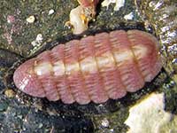 Ischnochiton maorianus