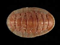 Callochiton crocinus