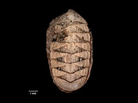 Callochiton kapitiensis