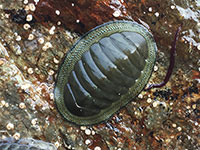 Chiton glaucus