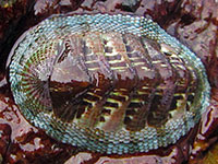 Sypharochiton pelliserpentis