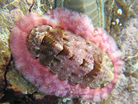 Onithochiton neglectus