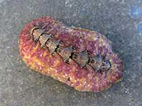 Pseudotonicia cuneata