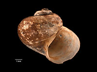 Choristella marshalli