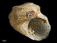 Sukashitrochus lyallensis