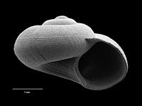 Spectamen basilicum