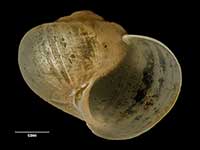 Lissotesta oblata