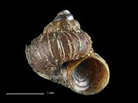 Cytora hedleyi