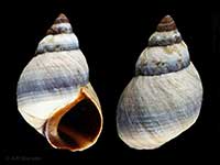 Austrolittorina antipodum