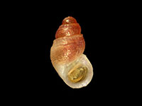 Anabathron hedleyi