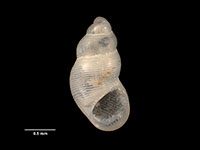 Subonoba delicatula