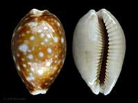 Lyncina vitellus