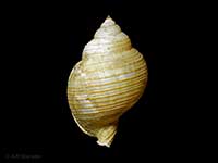 Eudolium bairdii