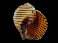 Tonna melanostoma