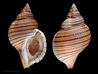 Argobuccinum pustulosum