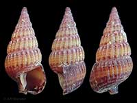 Ataxocerithium  huttoni