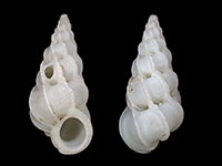 Gyroscala commutata