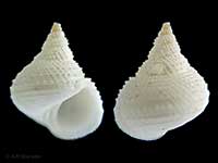 Iphitus neozelanicus