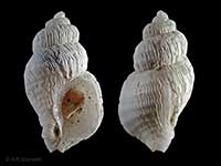 Ingensiella anomala