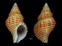 Buccinulum mariae