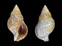 Buccinulum pertinax