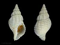 Buccinulum pertinax finlayi