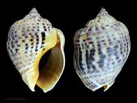 Cominella adspersa