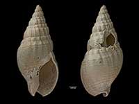 Cominella nassoides consobrina