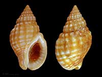 Cominella nassoides haroldi