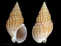 Cominella nassoides otakauica