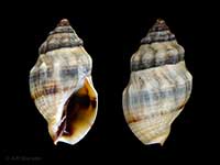 Cominella glandiformis