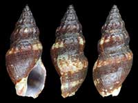 Cominella griseicalx