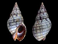 Cominella virgata