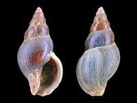 Pareuthria fuscata