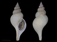 Penion chathamensis