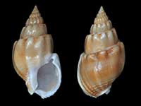 Nassarius aoteanus