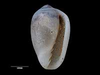 Mesoginella tryphenensis