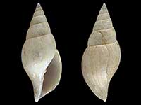 Volutomitra banksi