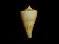 Conasprella howelli