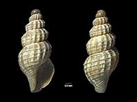 Antiguraleus fenestratus