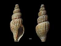 Antiguraleus pedicus