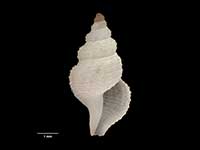 Pleurotomella expeditionis