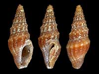 Austrodrillia secunda