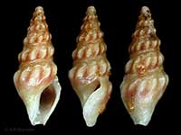 Splendrillia aoteana