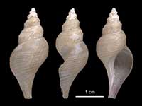 Aforia watsoni