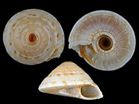 Adelphotectonica reevei