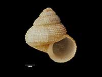 Heliacus asteleformis