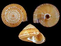 Philippia lutea