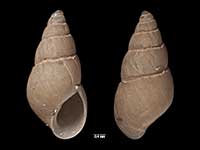 Odostomia aucklandica